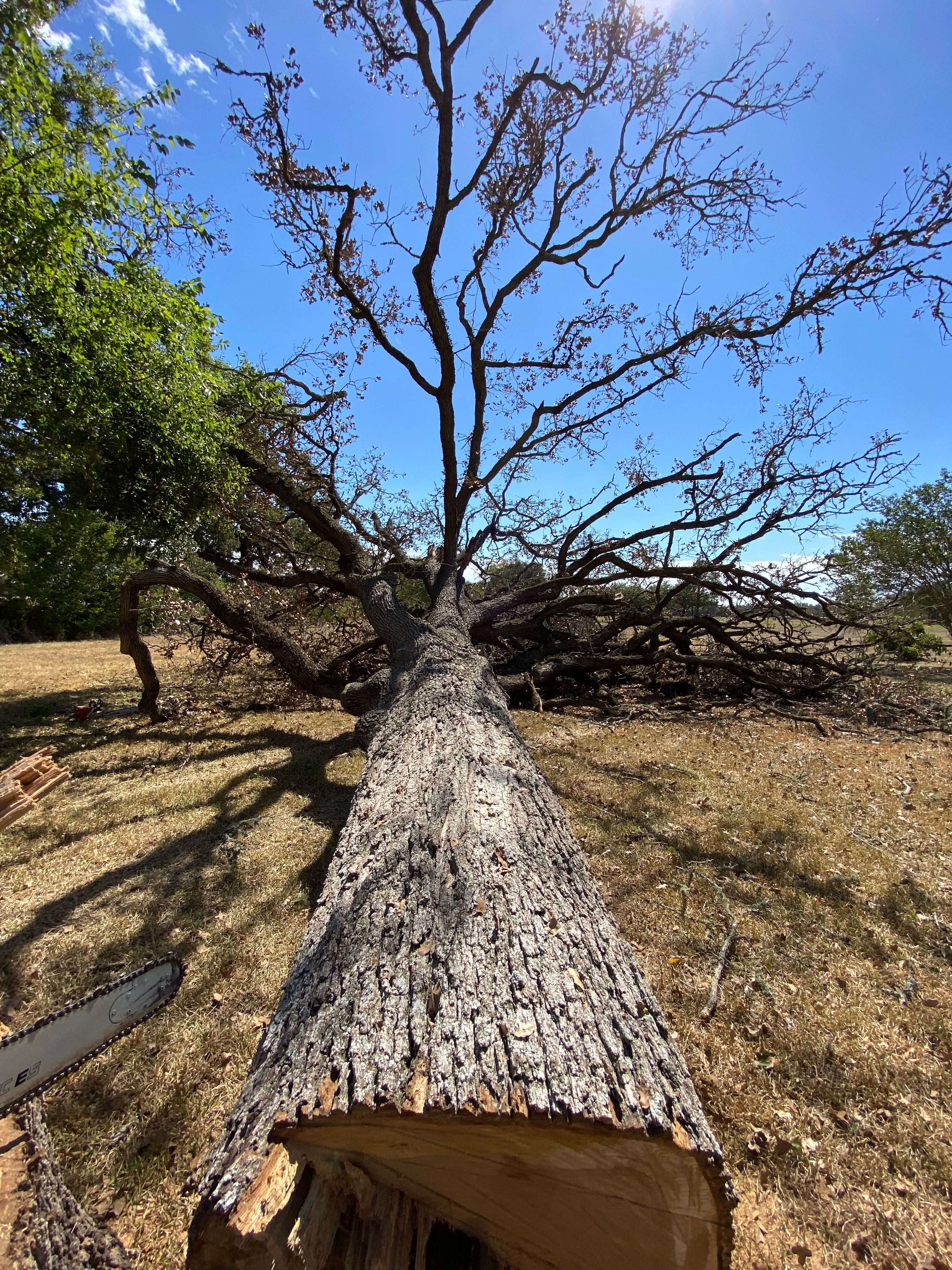 Storm-damaged tree with broken branches cleared from a Huntsville, TX property